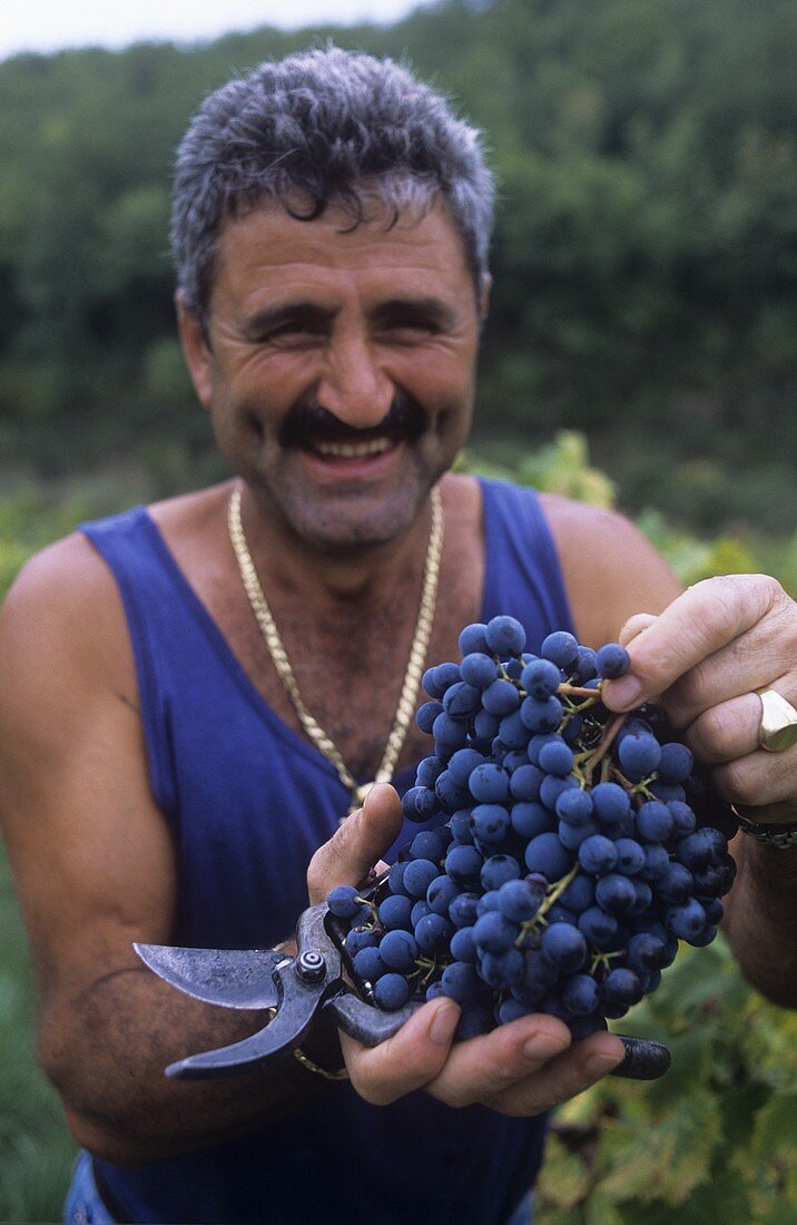 Mann hält Sangiovese-Trauben, Weingut Livernano, Radda