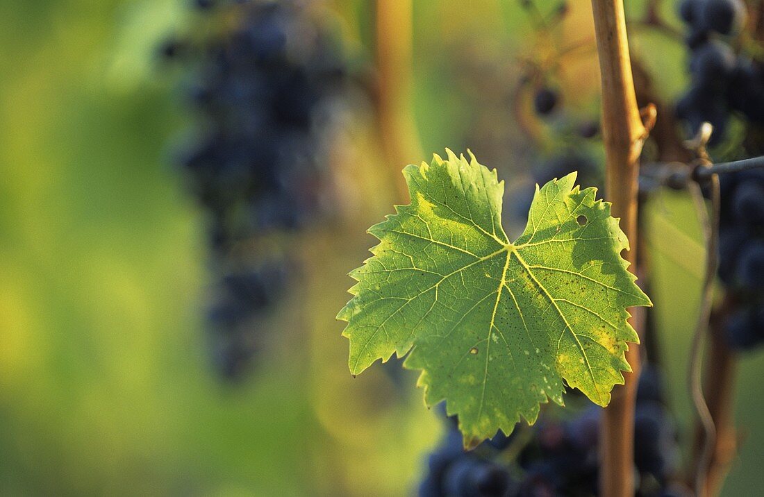 Sangiovese-Trauben am Rebstock, Toskana, Italien