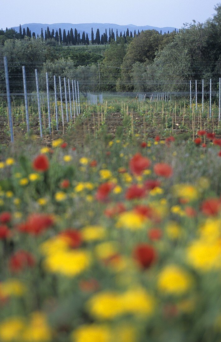 Sommerblumen vor Rebzeilen, Bolgheri, Toskana, Italien