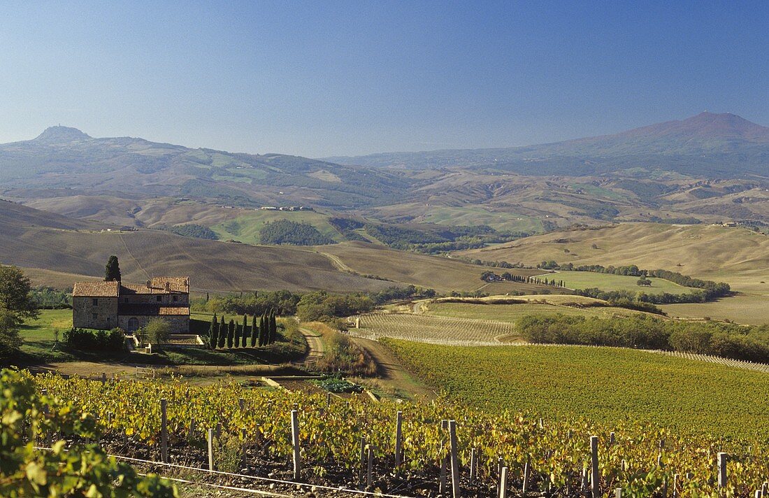 Vineyard of Tenuta di Trinoro, Tuscany, Italy