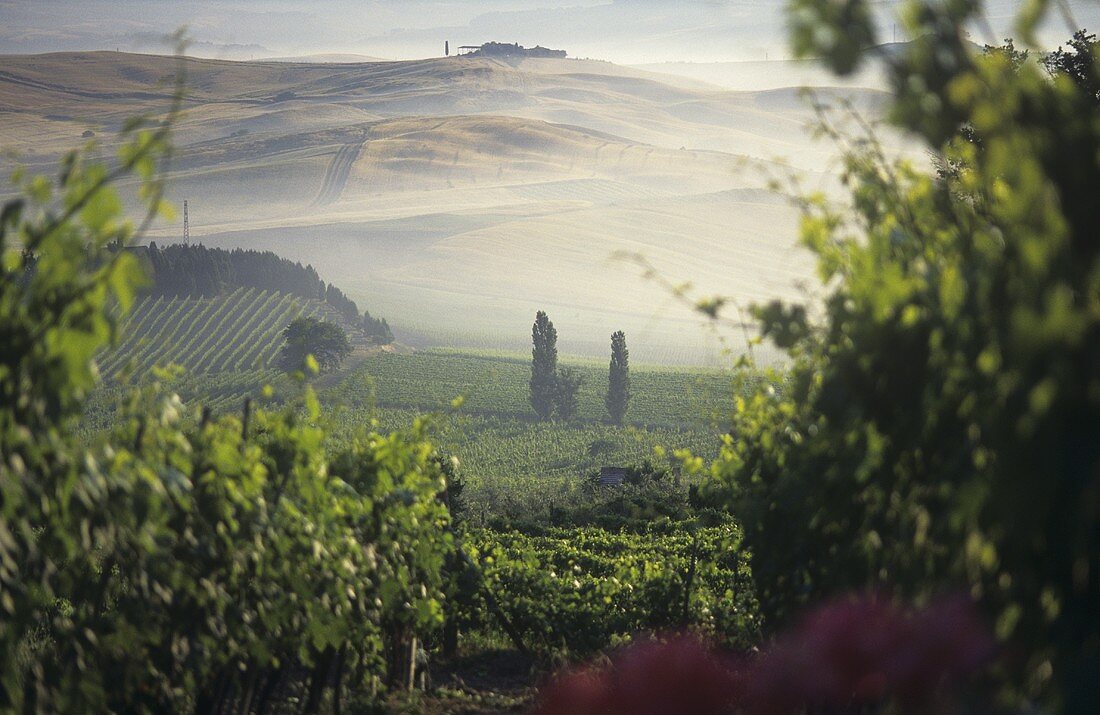 Montalcino bei Nebel, Toskana, Italien