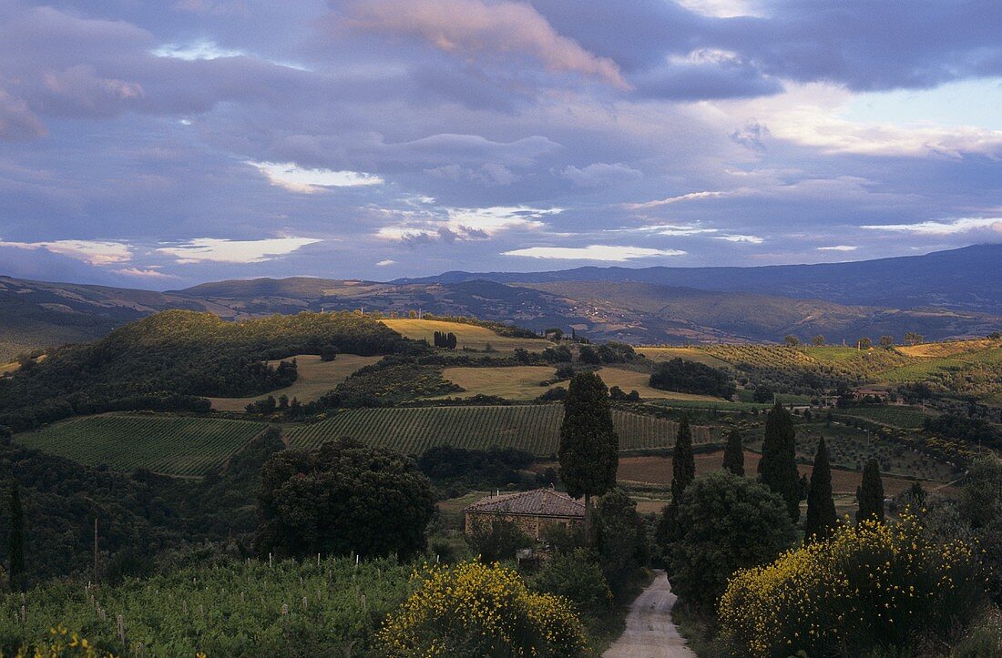 Landscape of vines near Montalcino, Tuscany, Italy