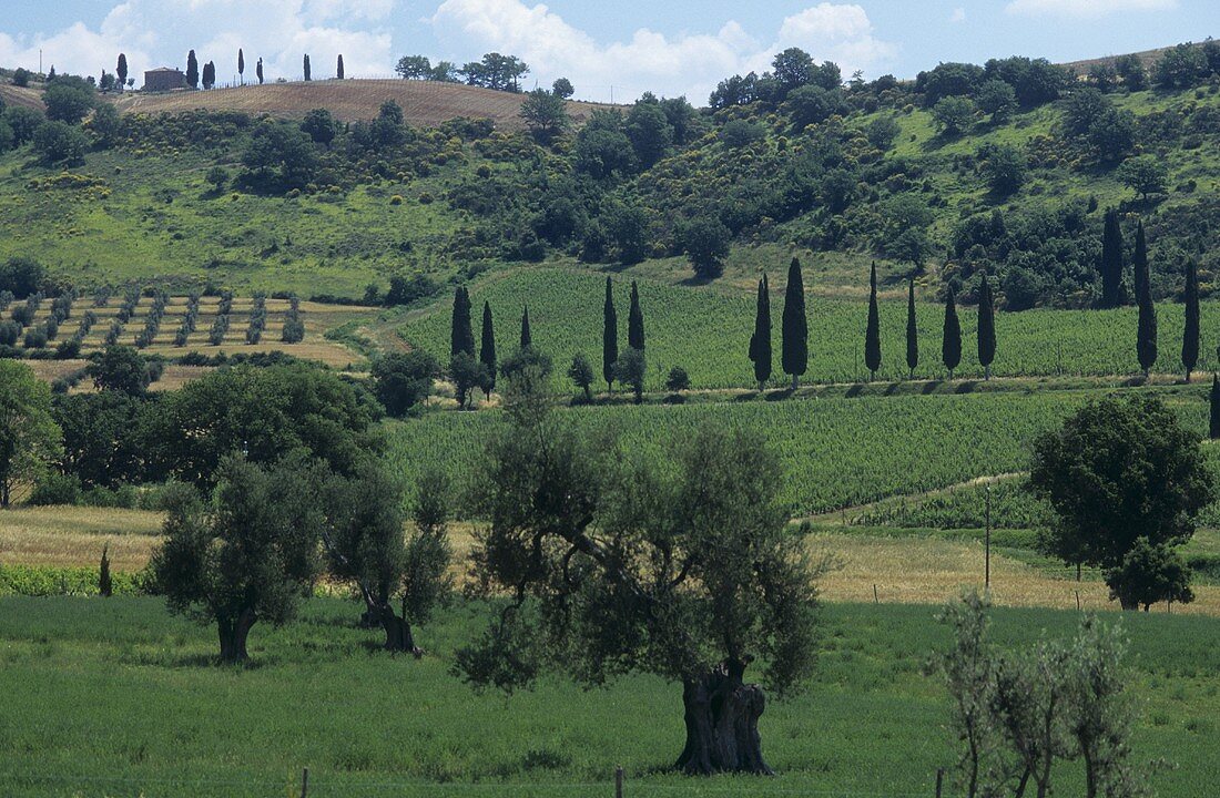 Vineyard near Abbey of Sant'Antimo, Castelnuovo dell'Abate