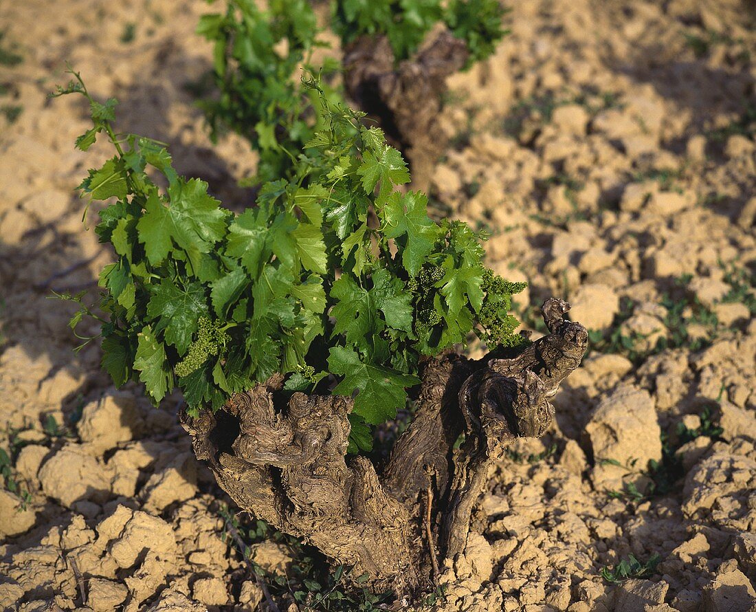 Old vine, Lerga, Navarra, Spain