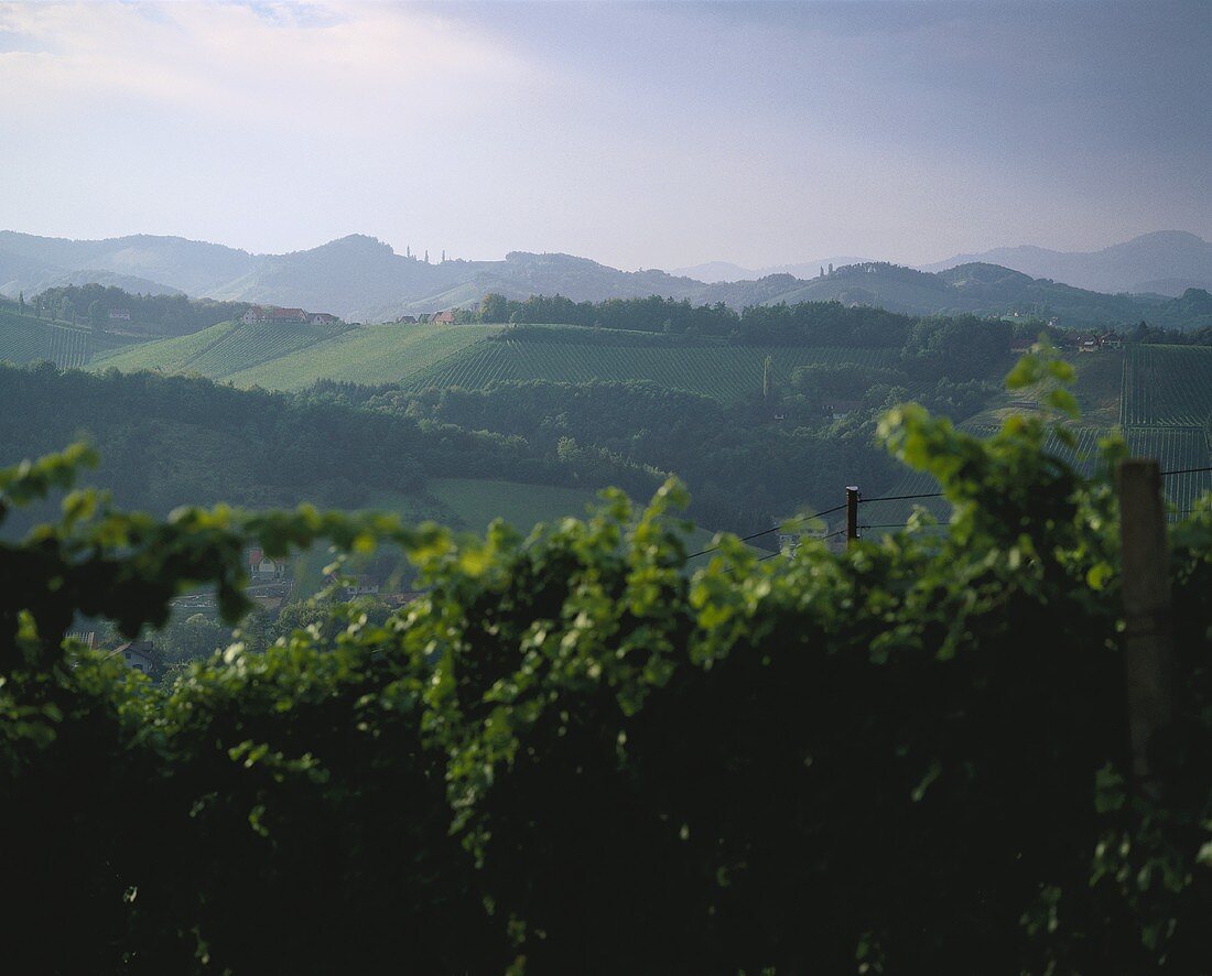 Vineyard near Gamlitz, Steiermark (Styria), Austria