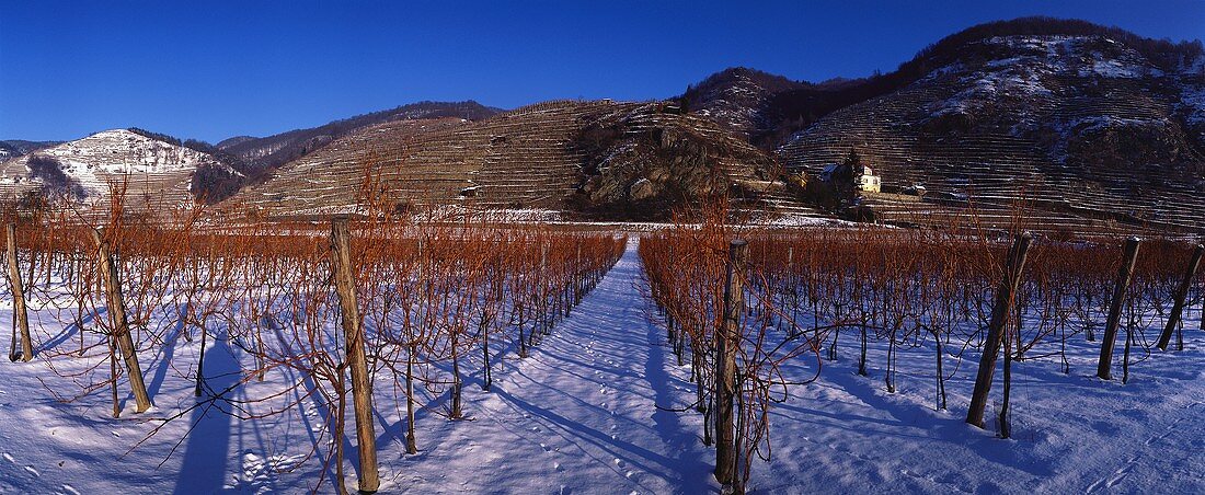 Vineyard in winter, Weissenkirchen, Wachau, Austria