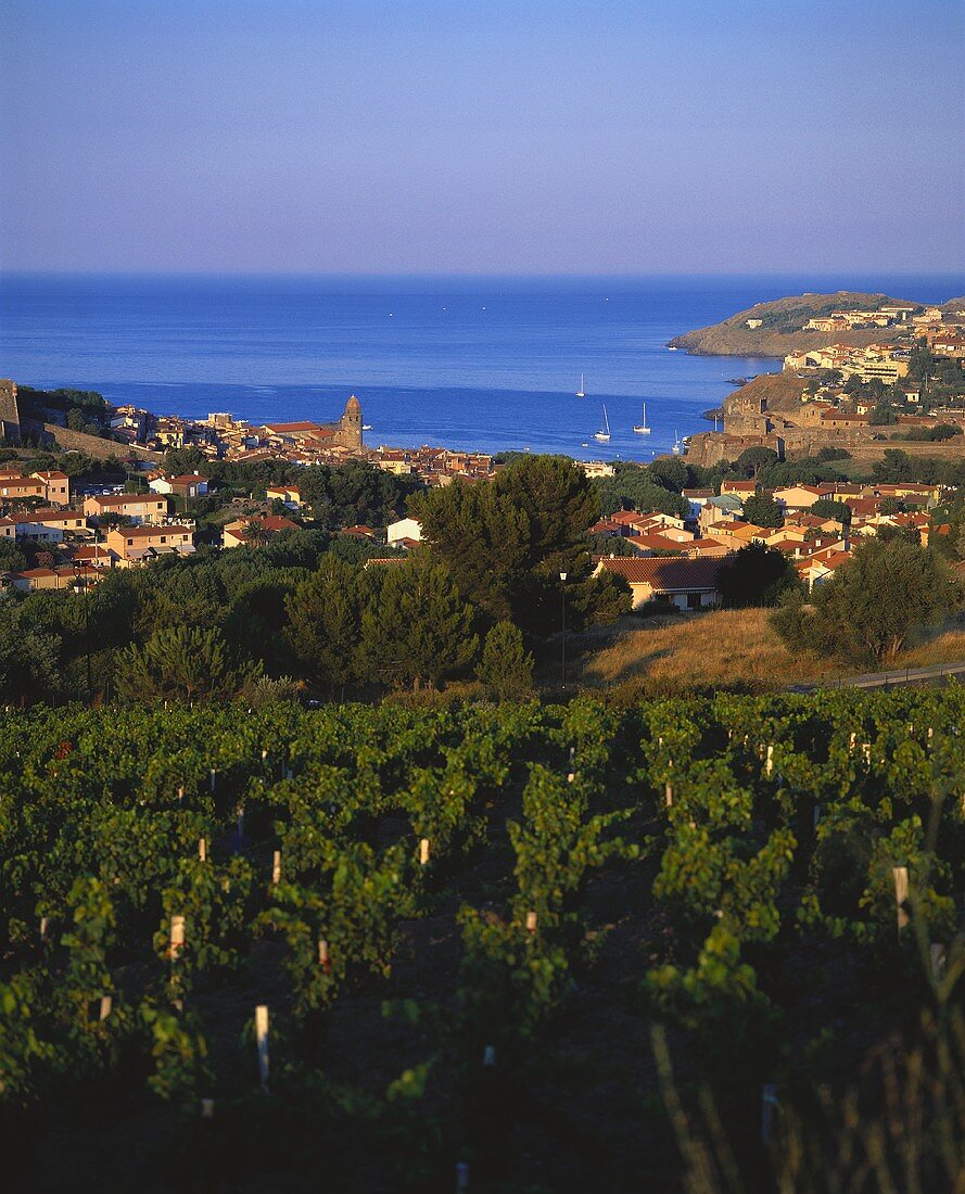 Weinberg bei Collioure, Roussillon, Frankreich