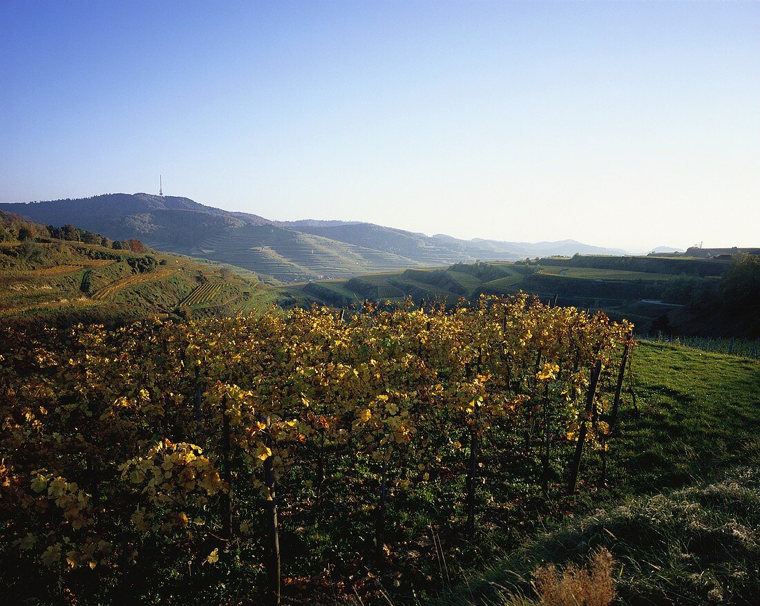 Vineyard near Oberbergen, Baden, Germany