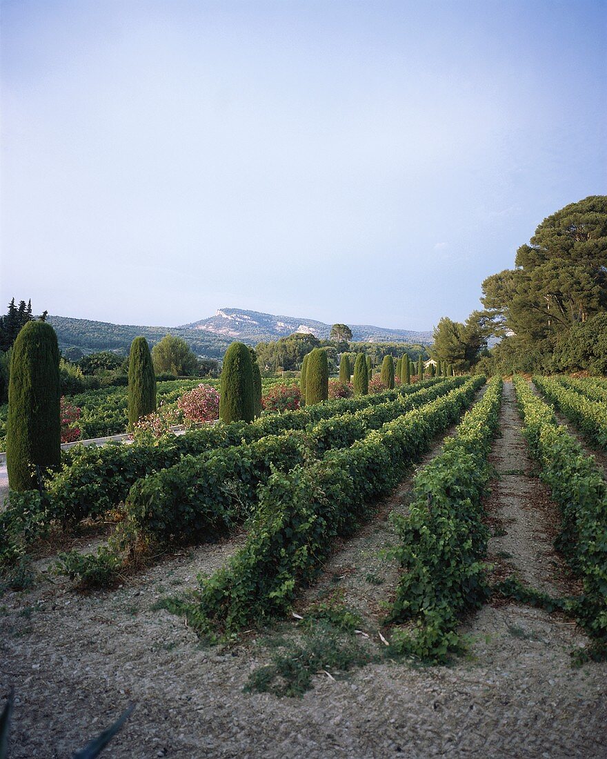 Weingarten bei Cassis, Provence, Frankreich