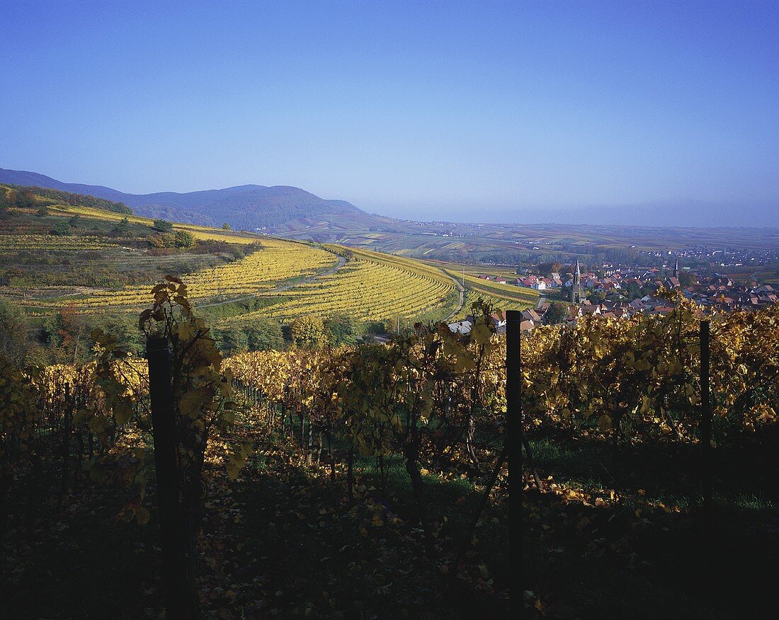 Wine-growing near Bühlertal, Baden, Germany