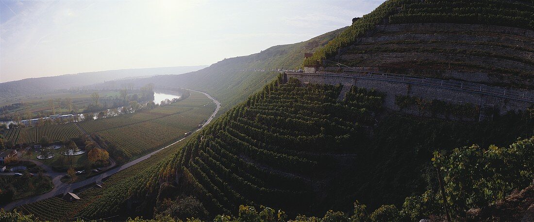 Vineyard near Mundelsheim, Württemberg, Germany