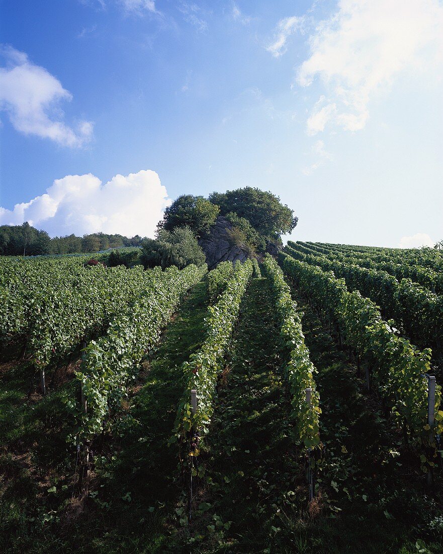 Weinbau bei Kappelrodeck, Baden-Württemberg, Deutschland