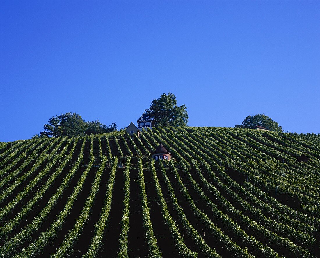 Weinberg bei Schorndorf, Remstal, Baden-Württemberg