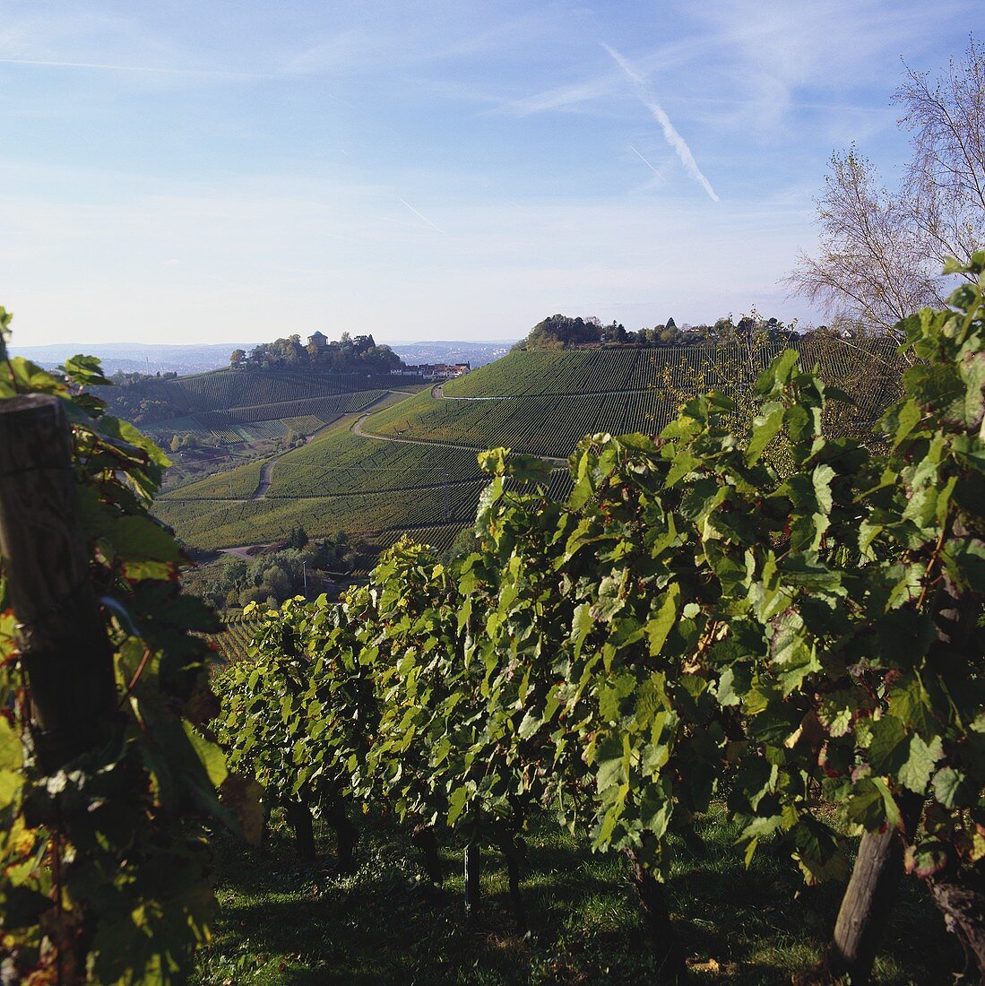 Weinberg bei Rotenberg, Baden-Württemberg, Deutschland