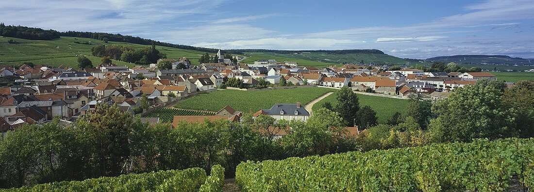 Einzellage 'Clos du Mesnil', Le Mesnil-sur-Oger, Champagne, Frankreich