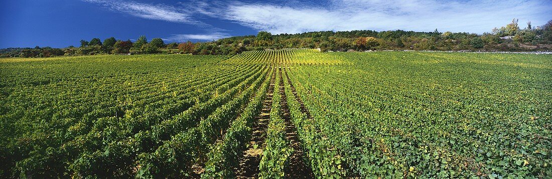 Weinbau um Romanée St.-Vivant, Côte d'Or, Burgund, Frankreich
