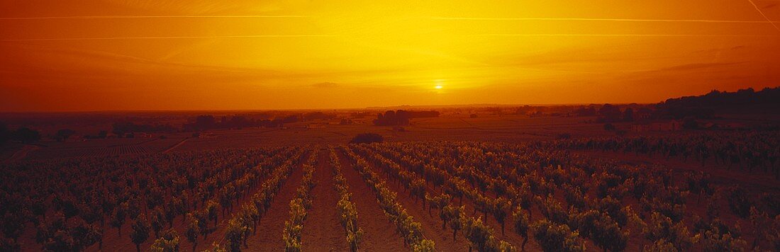 Wine-growing around St. Emilion, Bordeaux, France