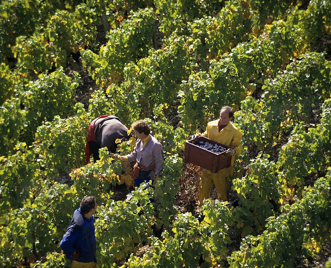 Grape-picking in Burgundy, France