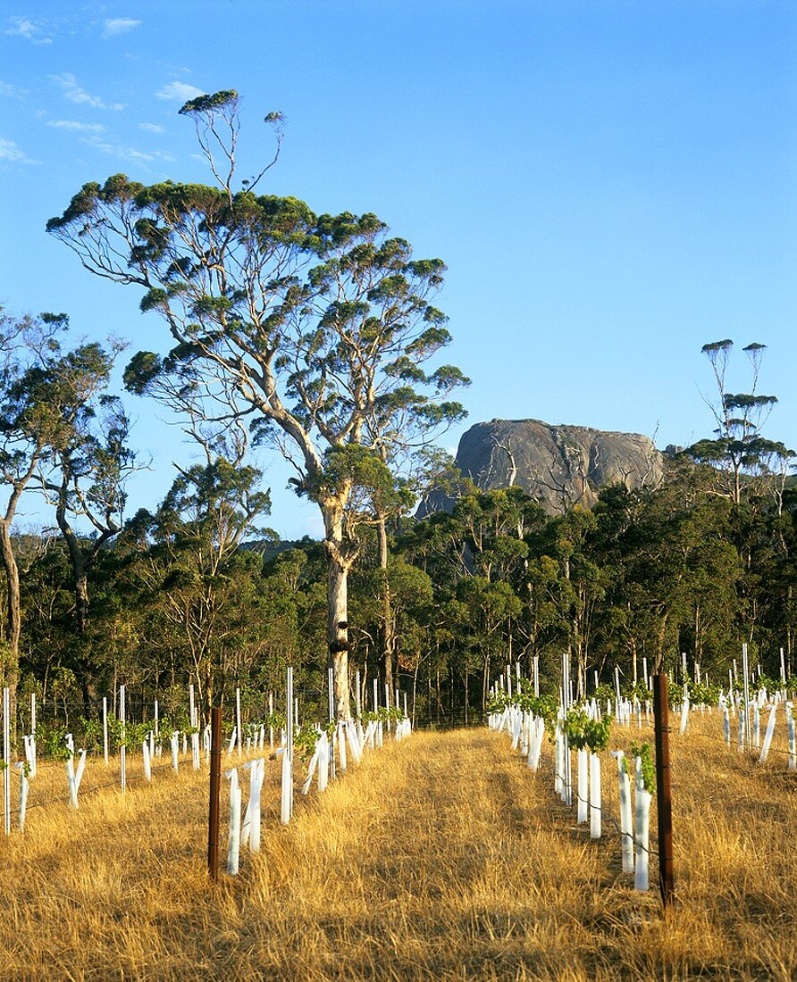 Weinberg von Karrivale Wines, Porongurup, Westaustralien