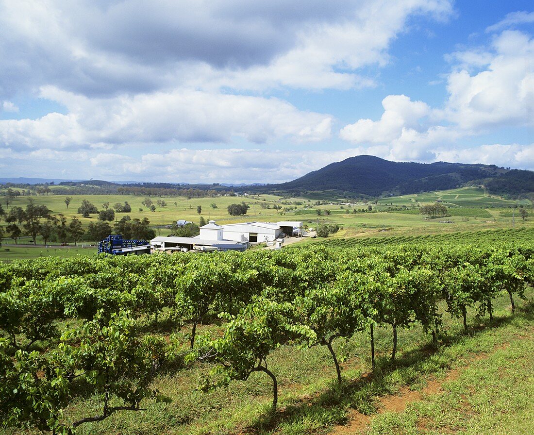Lindemans Hunter River Winery, Lower Hunter Valley, NSW, Australia