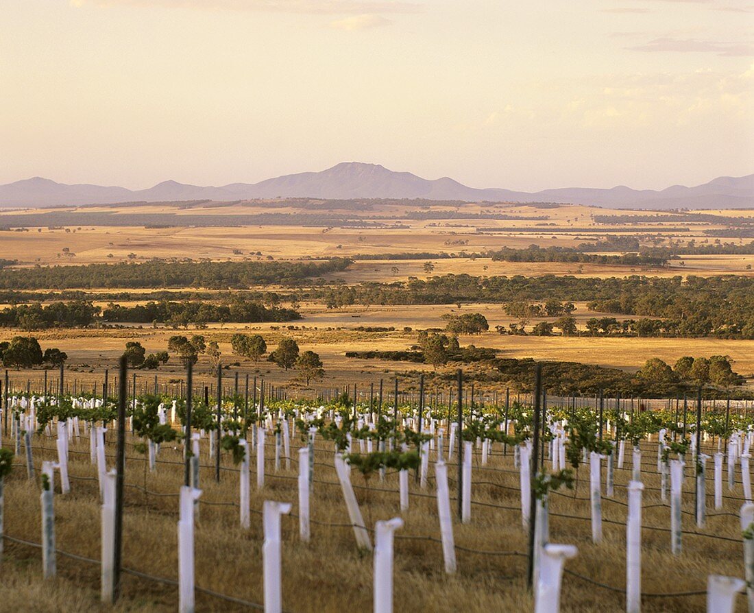 Castle Rock Estate, Porongurup, W. Australia