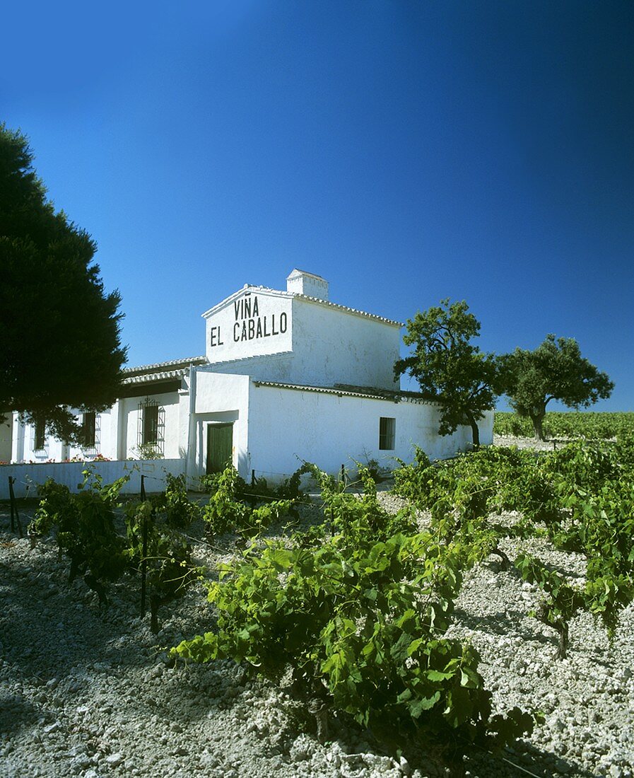 Das Osborne Weingut Vina El Caballo, Jerez de la Frontera, Spanien