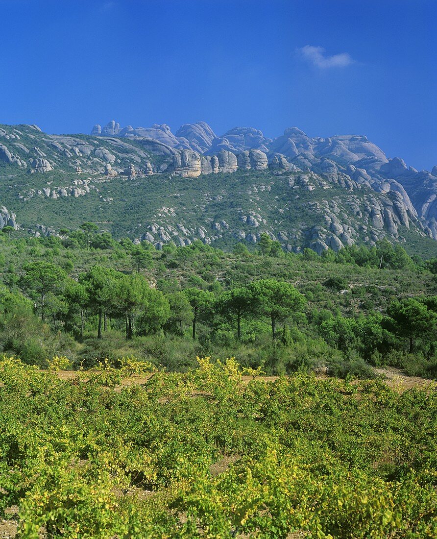 Wine growing near El Bruch (Montserrat in backgr.), Penedès, Spain