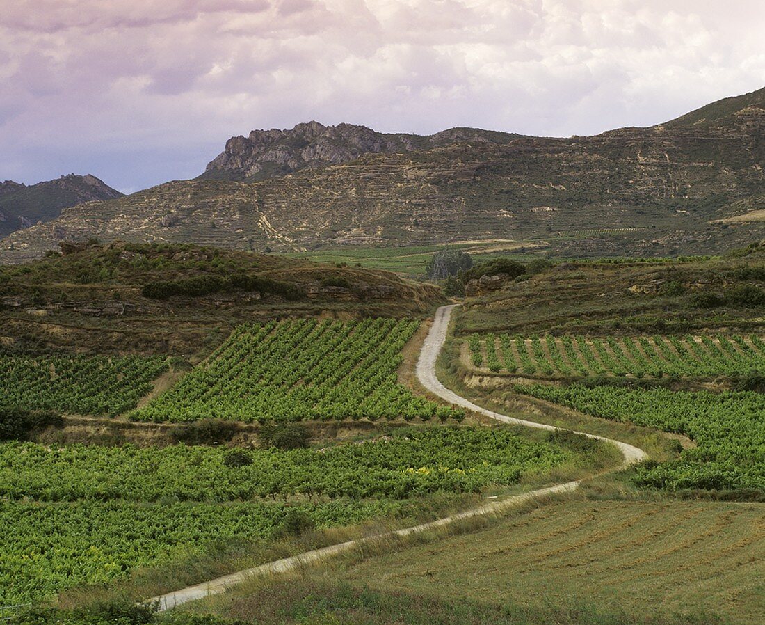 Wine growing around village of Labastida, Rioja Alavesa, Rioja, Spain