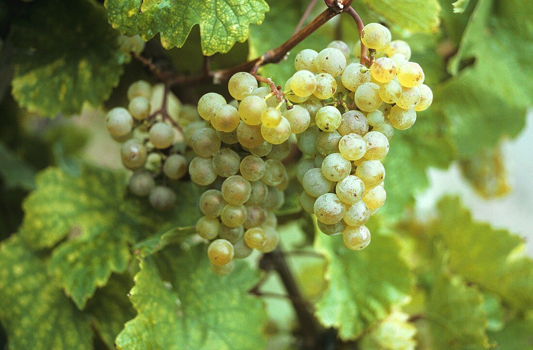 Riesling grapes on the vine