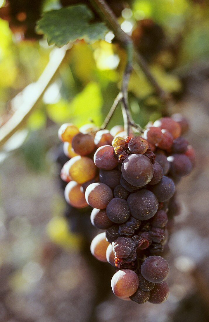 Pinot Gris (am Anfangsstadium des Trocknens)