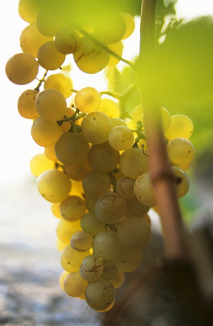 Chasselas grapes on the vine, Lavaux, Lake Geneva, Switzerland
