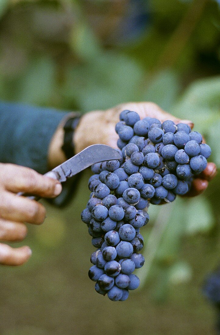 Nebbiolo, winemaker cutting bunch of grapes
