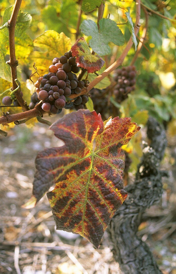 Grauburgunder (Pinot gris) grapes on vine with autumn leaf