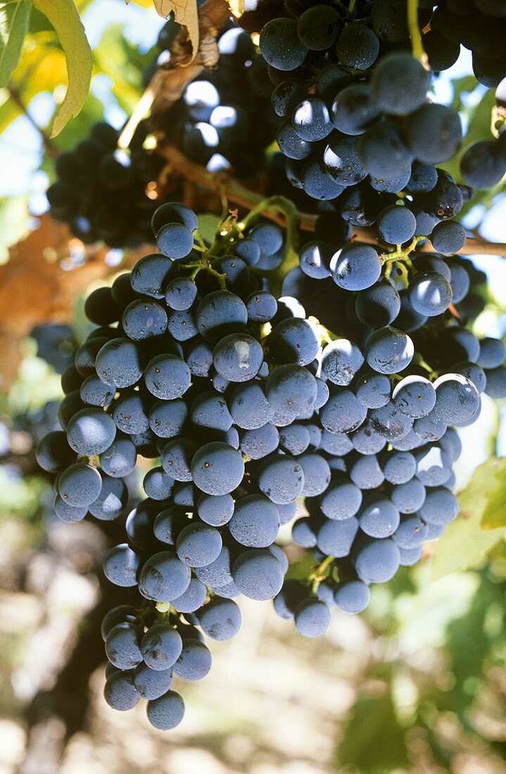 Montepulciano grapes, Abruzzo, Italy