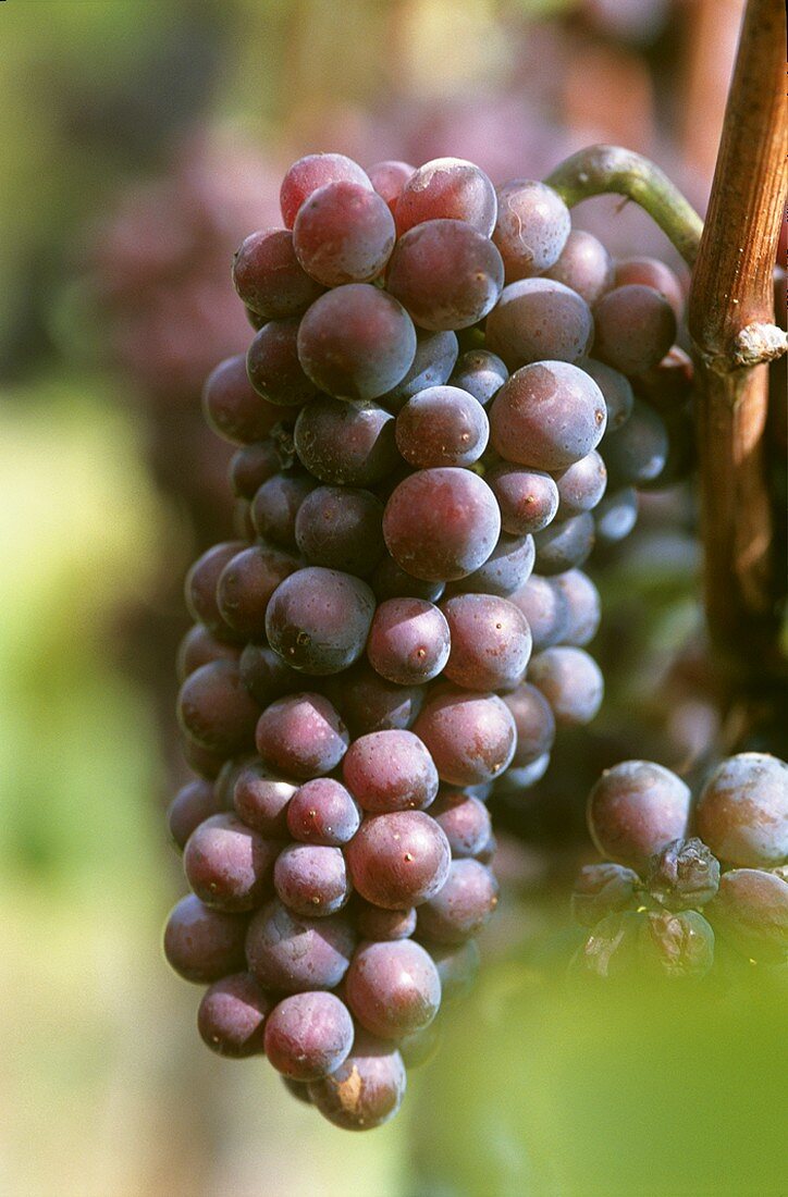 Pinot gris