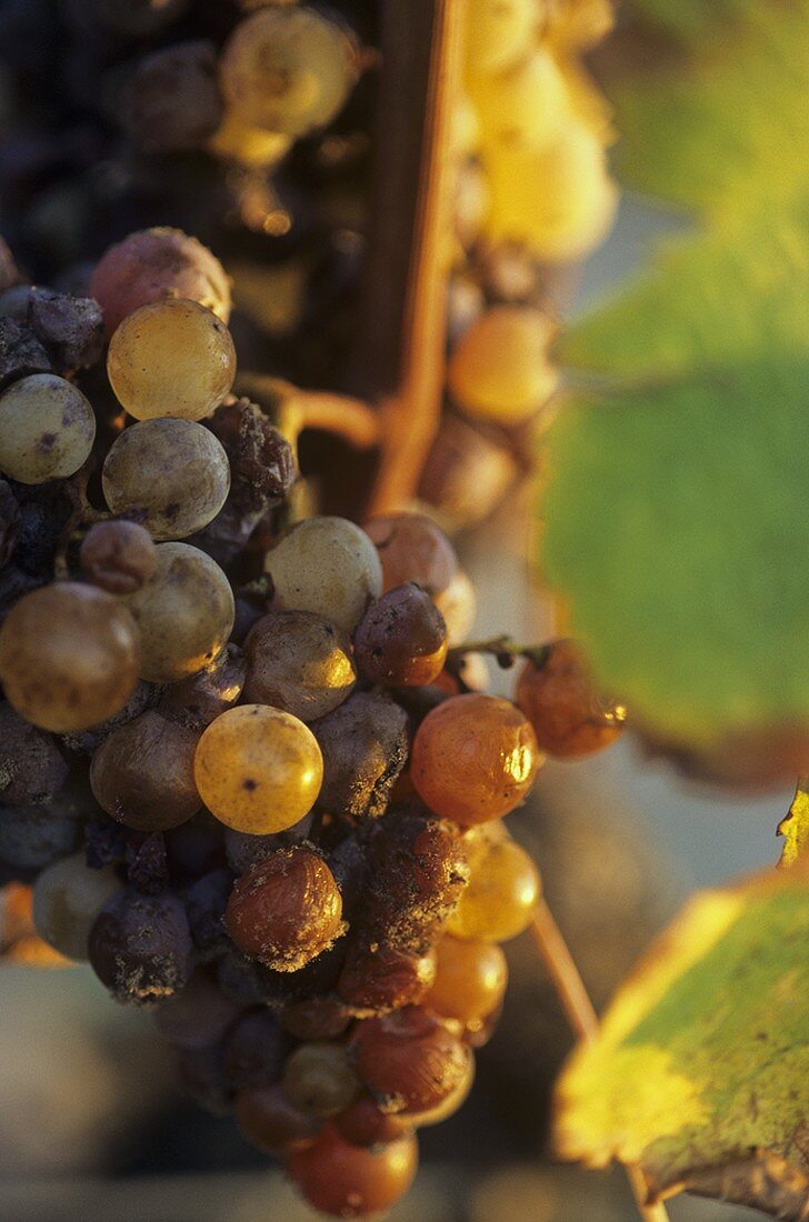 Semillon grapes with botrytis fungus, Sauternes