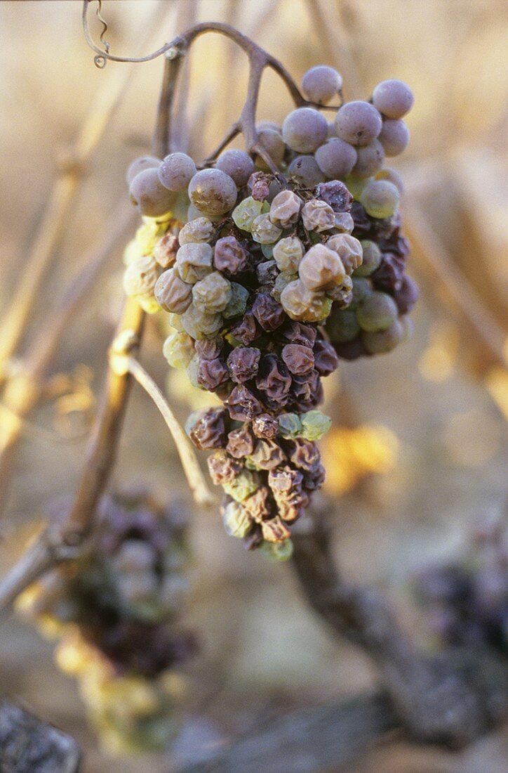 Petite Arvine, dried grapes with botrytis, Valais, Switzerland