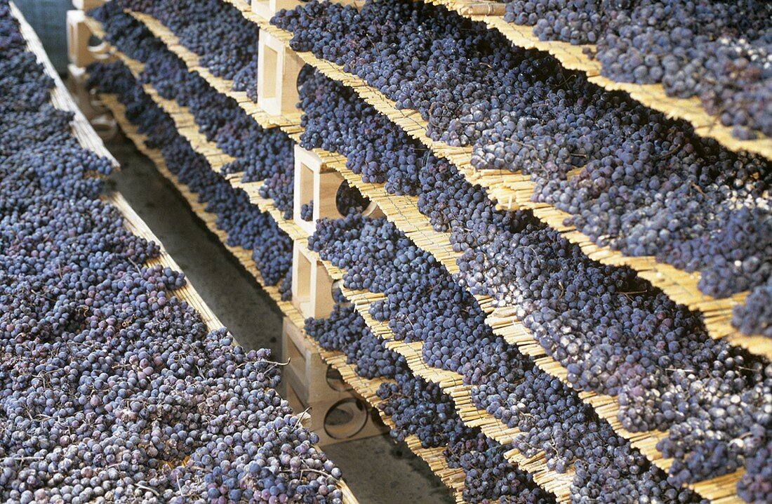 Angetrocknete Trauben auf Schilfmatten für Amarone, Italien