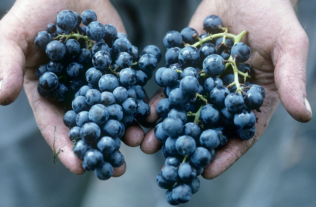Merlot grapes, Ticino, Switzerland