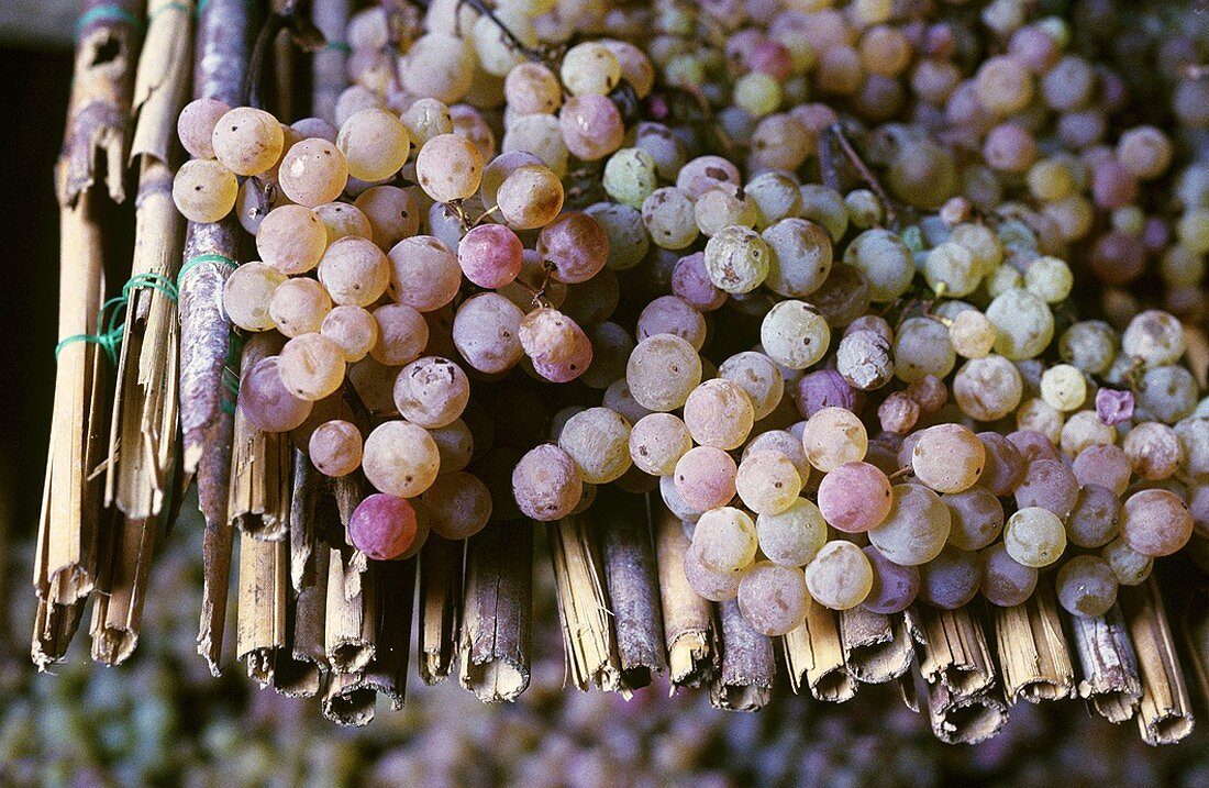 Prugnolo Gentile grapes on reed mats