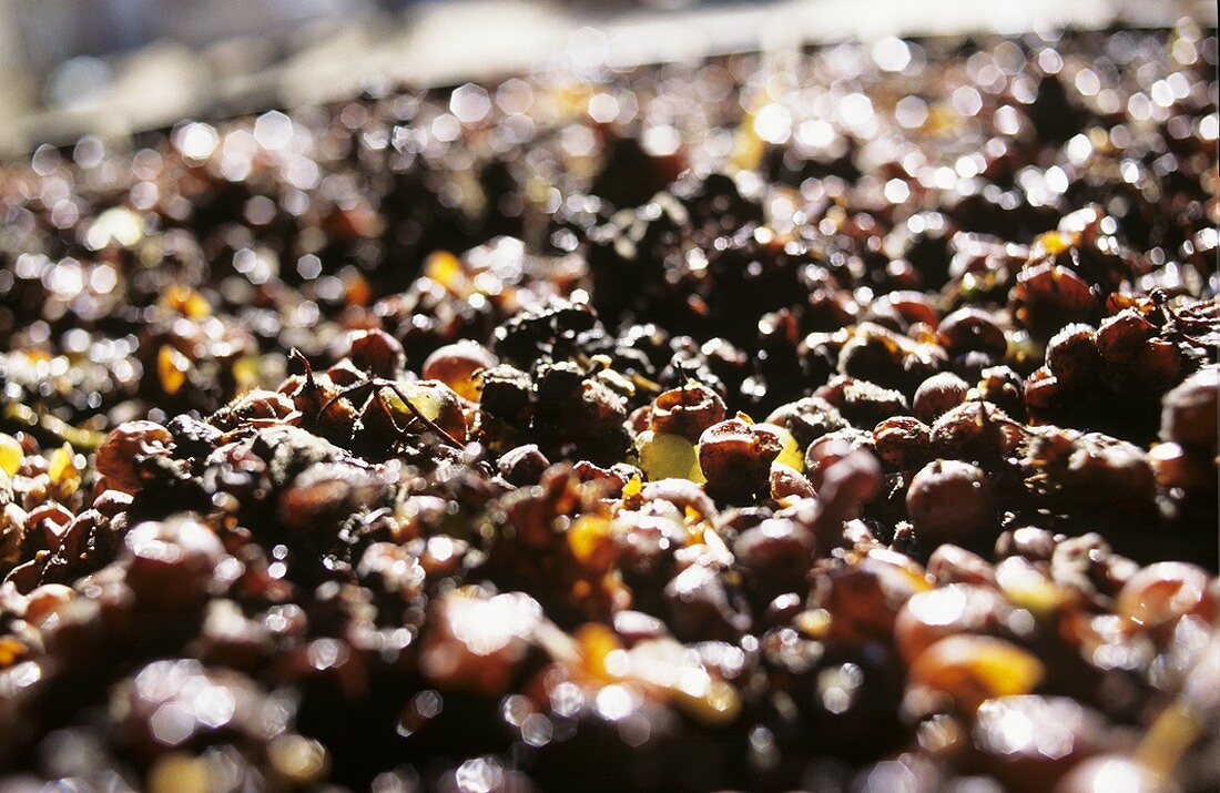 Picked Semillon grapes on sorting table, Château Nairac