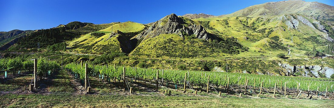 Weinberge des Weingutes Chard Farm, Queenstown, Neuseeland
