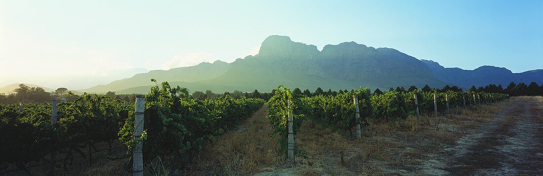 Vineyards, Groot Drakenstein in background, Paarl region, S. Africa