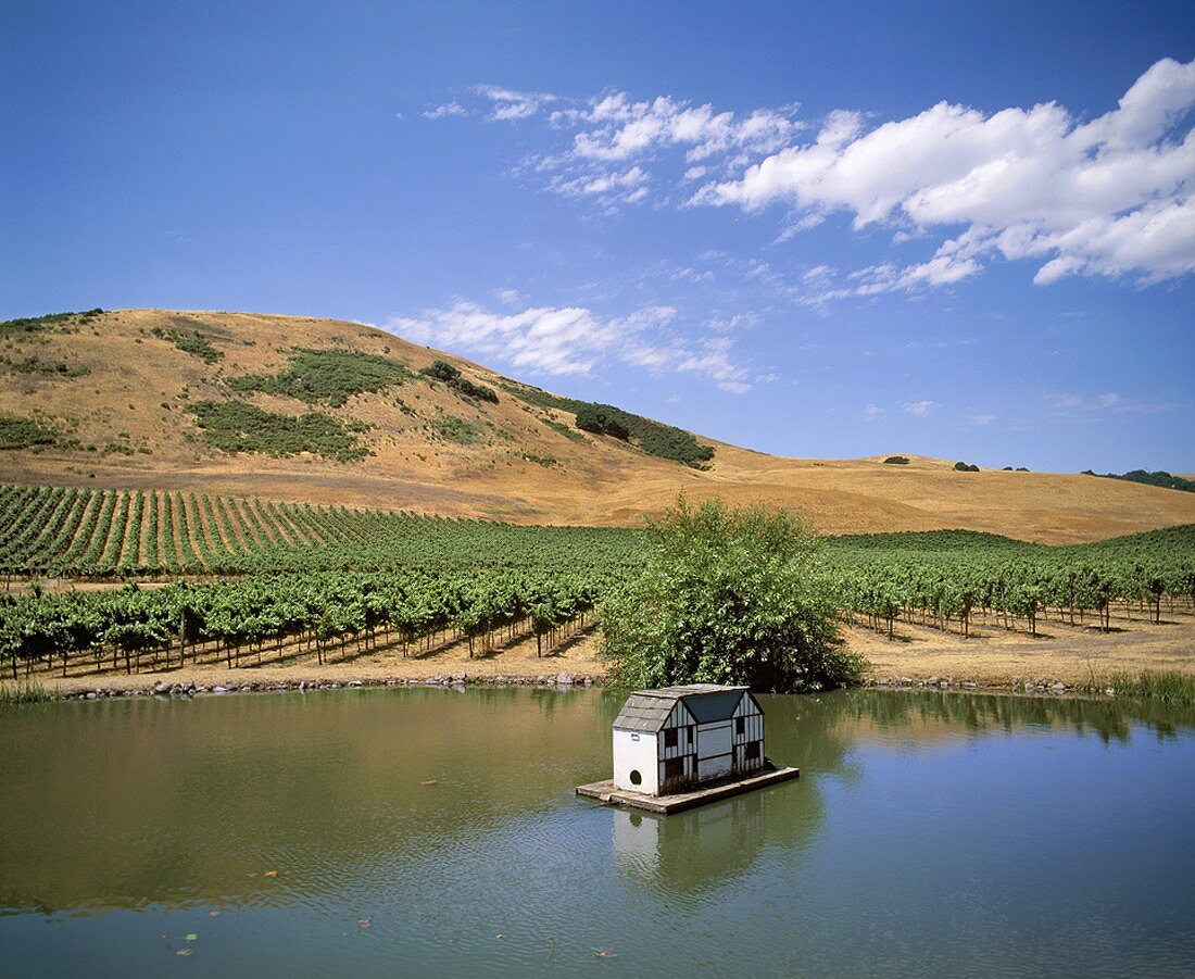 Weinberg der Schug Winery, Sonoma, Kalifornien, USA