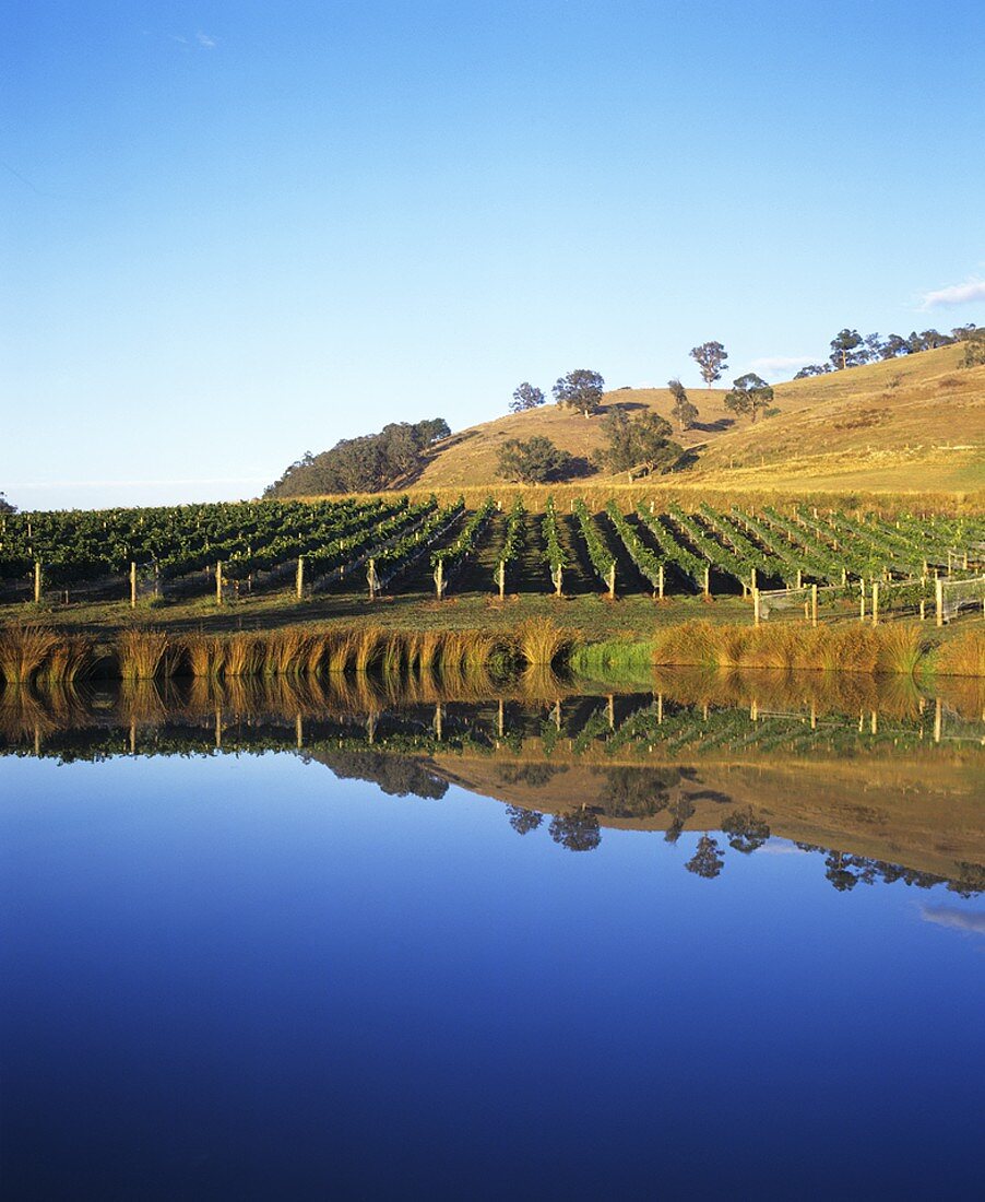 Weinberg der Yarra Ridge Winery, Yarra Valley, Australien