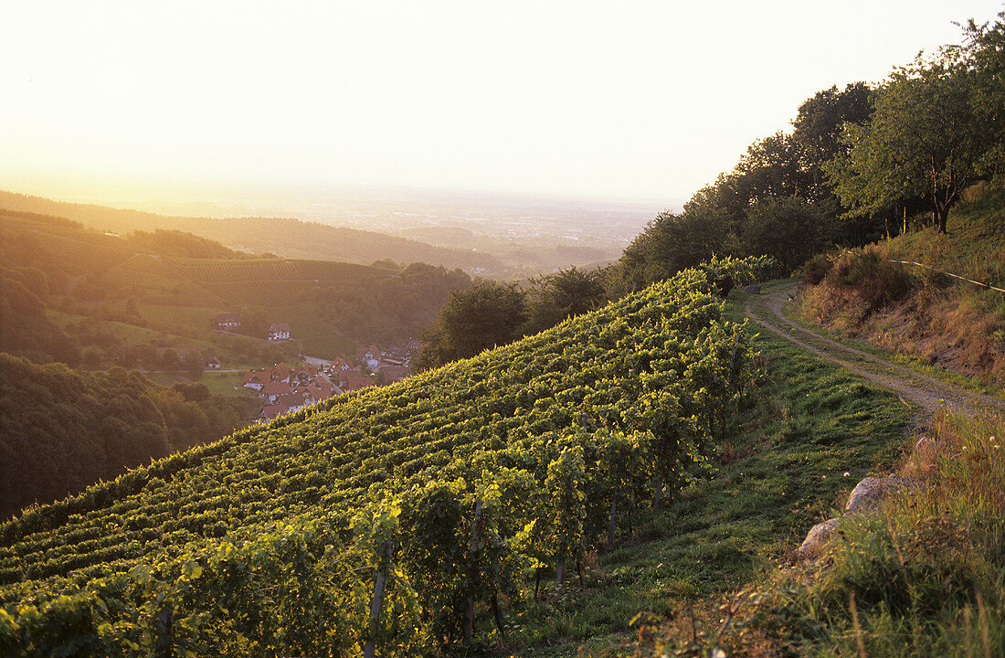 Weinbau bei Sasbachwalden, Baden, Deutschland