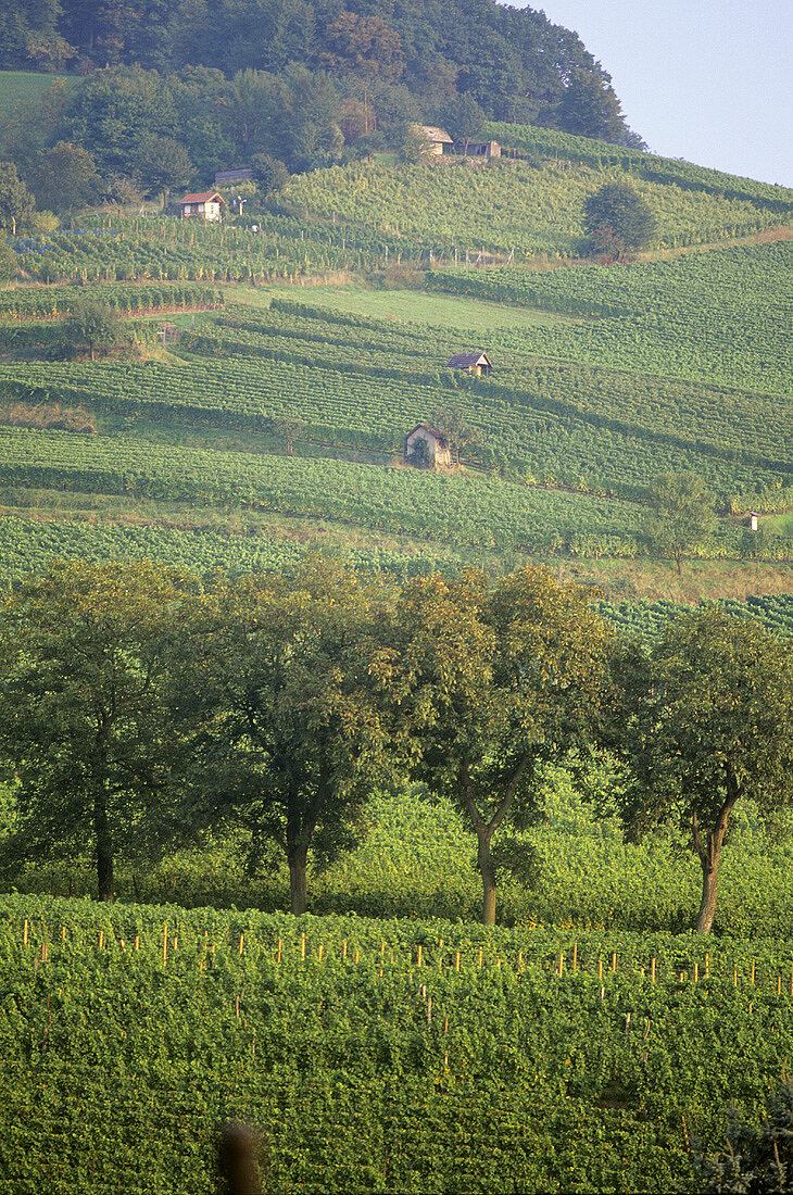 Heppenheim, Hessische Bergstrasse, Hessen, Deutschland