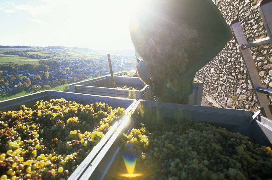 Weinlese im Weinbaugebiet Mosel, Rheinland-Pfalz, Deutschland