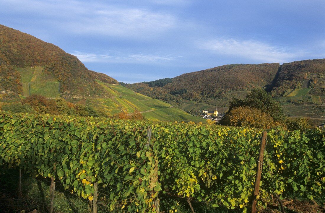 Weinberge bei Senheim, Mosel, Deutschland