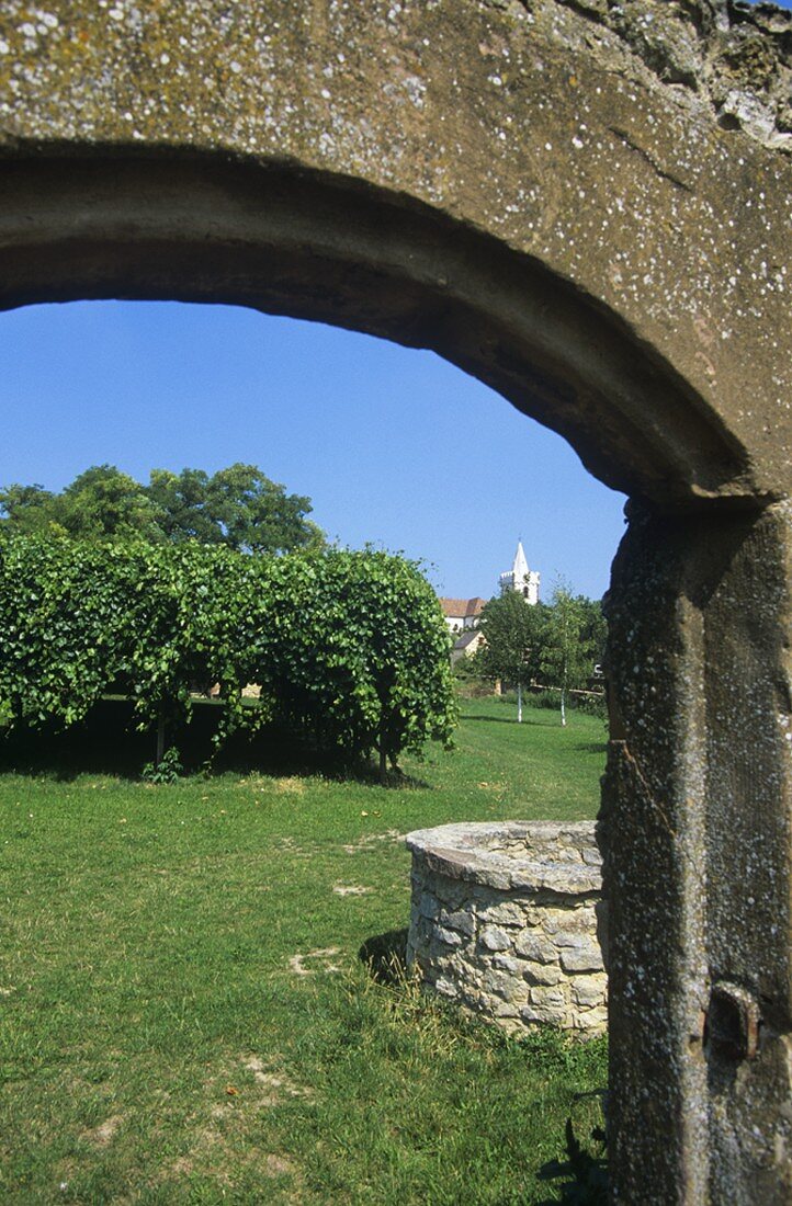 Weinbau in Bockenheim, Pfalz, Deutschland